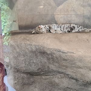 Asia - Sleeping fishing cat