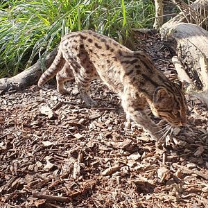 Asia - Fishing cat