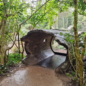 Asia - Fishing cat viewing log