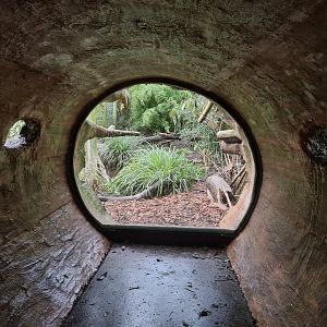 Asia - Fishing cat viewing log