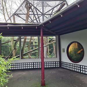 Asia - Francois langur