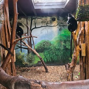 Asia - Francois langur indoor holding