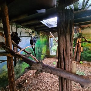 Asia - Francois langur indoor holding