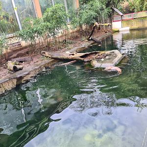 Asia - Eurasian otter enclosure in Chinese Garden