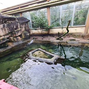 Asia - Eurasian otter enclosure in Chinese Garden