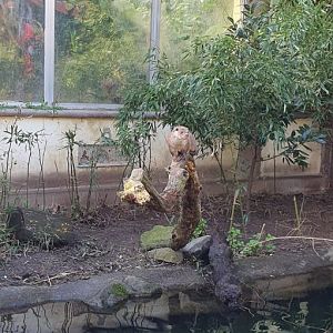 Asia - Eurasian otter in Chinese Garden