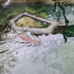 Asia - Eurasian otter in Chinese Garden