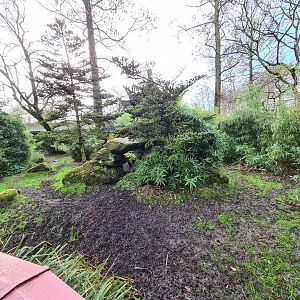 Asia - Michie's tufted deer enclosure