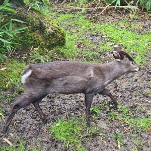Asia - Michie's tufted deer