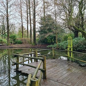Asia - Boardwalk in Asian swamp