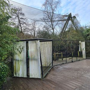 Asia - White-naped crane aviary in Asian swamp