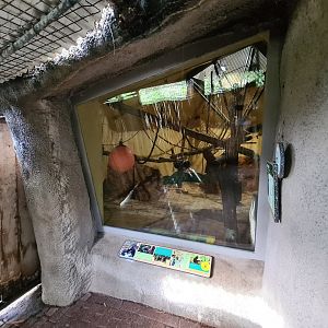 Asia - Sulawesi Black Crested macaque indoor holding