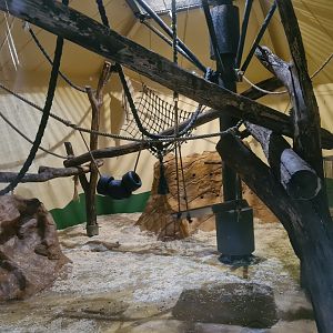 Asia - Sulawesi Black Crested macaque indoor holding