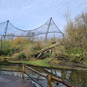 Asia - Sulawesi Black Crested macaque island
