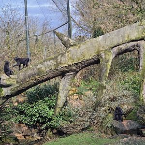 Asia - Sulawesi Black Crested macaques