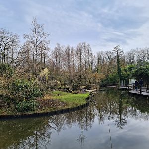 Asia - Sulawesi Black Crested macaque island
