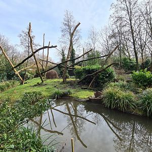 Asia - Lion-tailed macaque island