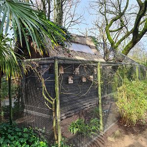 Asia - Small aviary