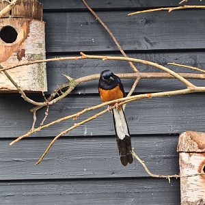 Asia - White-rumped shama