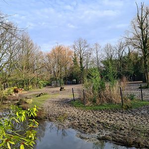 Asia - Javan banting and Blackbuck yard