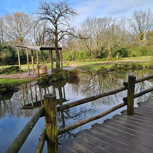 Asia - Bactrian camel enclosure