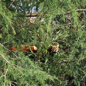 Asia - Nepalese red panda