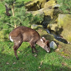 Asia - Michie's tufted deer