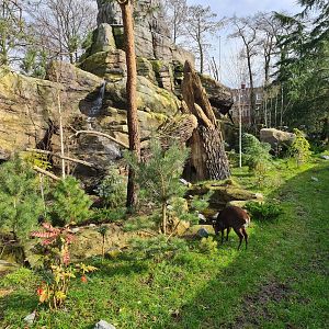 Asia - Michie's tufted deer