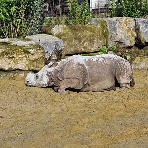Asia - Indian Rhinoceros after a mud bath