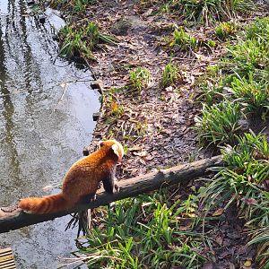 Asia - Nepalese red panda