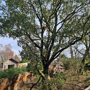 Asia - Tree in second red panda enclosure