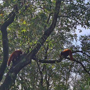 Asia - Nepalese red pandas