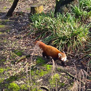 Asia - Nepalese red panda