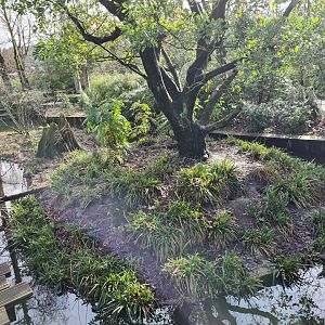 Asia - Second Red panda enclosure