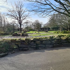 Asia - Bactrian camel enclosure