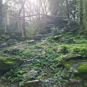 Asia - Siberian Pallas' cat enclosure