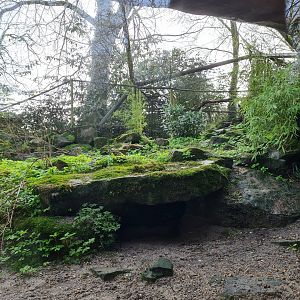 Asia - Siberian Pallas' cat enclosure