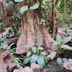 Asia - Faux tree in Taman Indah
