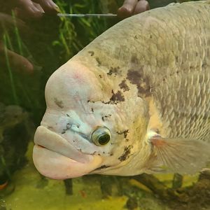 Asia - Giant gourami in Taman Indah