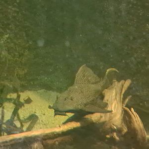 Asia - Spotted sailfin suckermouth catfish in Taman Indah