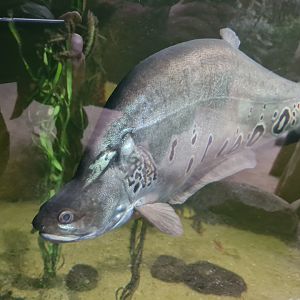 Asia - Clown featherback in Taman Indah