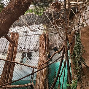 Asia - Wreathed hornbill enclosure in Taman Indah (top view)