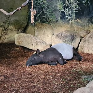 Asia - Malayan tapir sleeping in indoor enclosure in Taman Indah