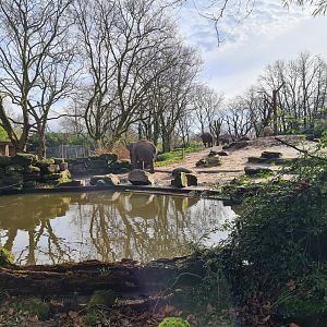 Asia - Asian elephant outdoor enclosure