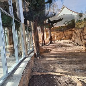 Asia - Asiatic lion indoor enclosure
