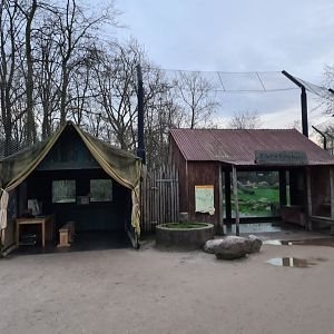 Asia - Asiatic lion viewing points