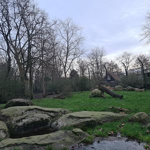 Asia - Asiatic lion enclosure