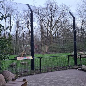 Asia - Asiatic lions viewing point