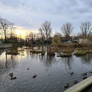Central pond in the zoo