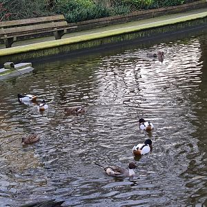 Common shelduck, Gadwall and Northern pintail in the Central pond